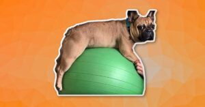 Een hond op een fitness bal