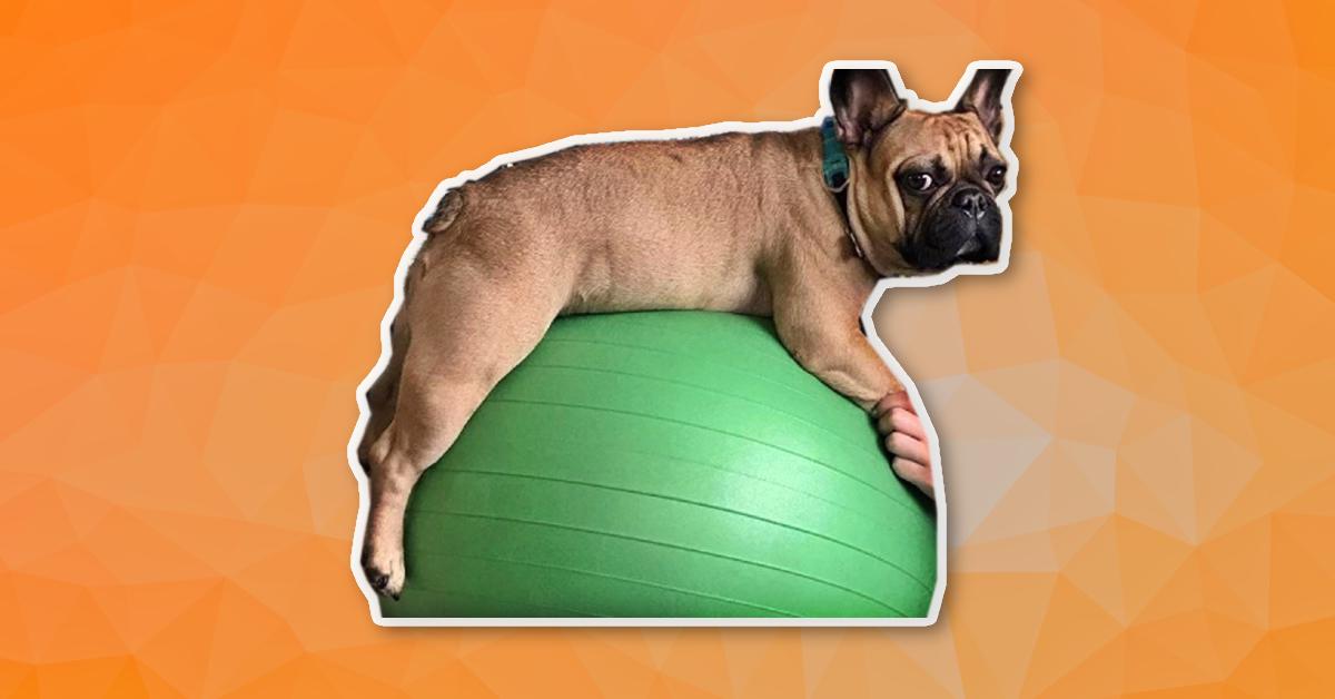 Een hond op een fitness bal
