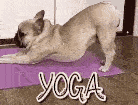 Franse bulldog die zich uitrekt op een roze yogamat