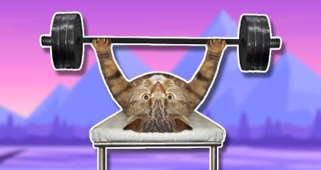 Een kat die aan het bankdrukken is