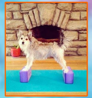 Een hond die met zijn pootjes op twee yoga blokken staat