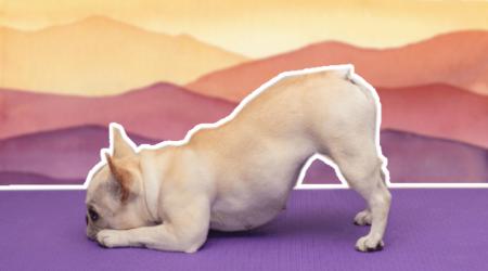 Een mopshondje op een paarse yogamat
